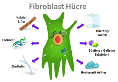 Fibroblast Hücre