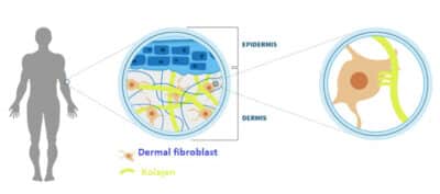 Stem Cell Facelift
